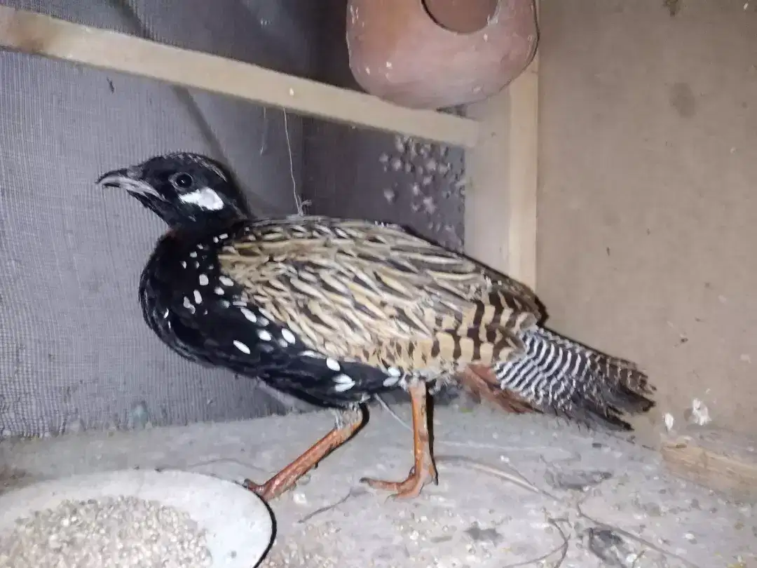 Sindhi Kala Teetar available for sale