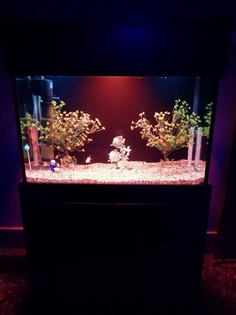Home Made 3ft Aquarium for sale with complete setup