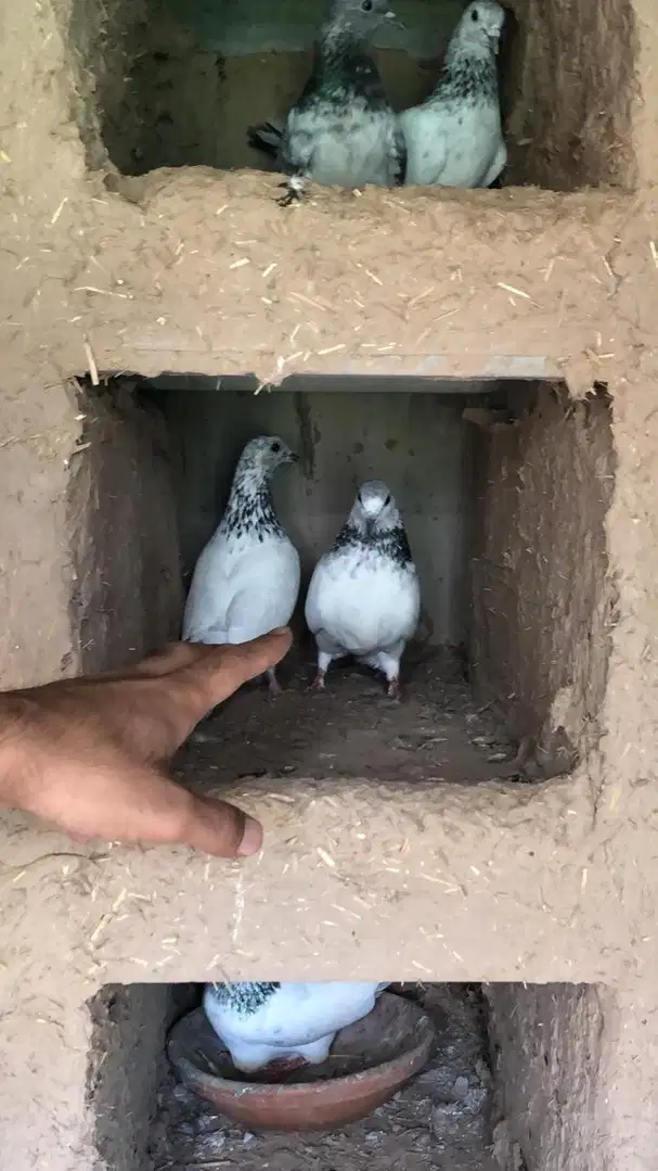 Chuhe pigeon rare pure breed for sale