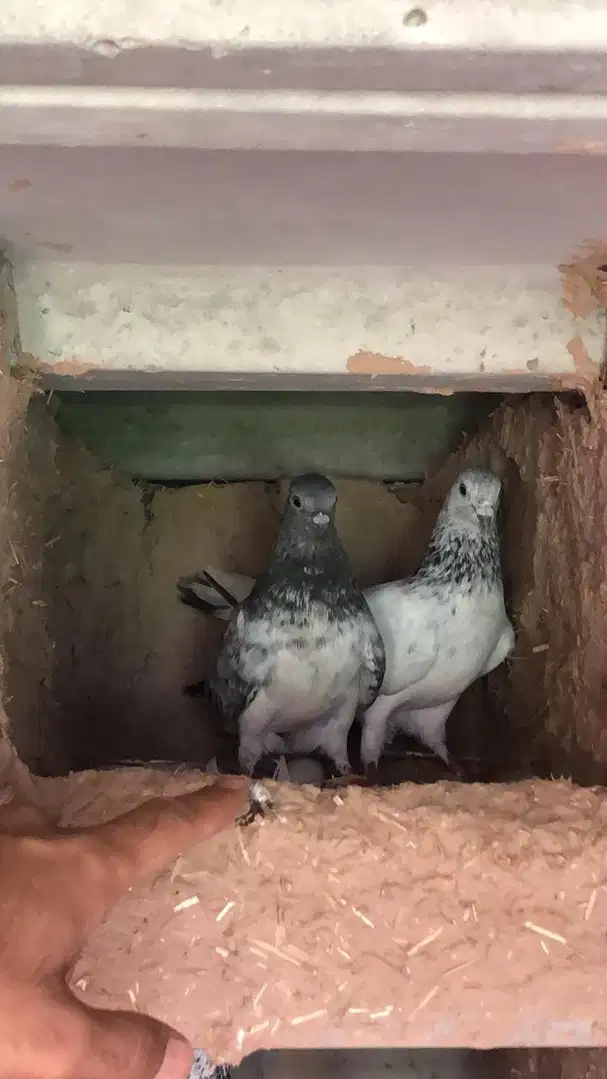 Chuhe pigeon rare pure breed for sale