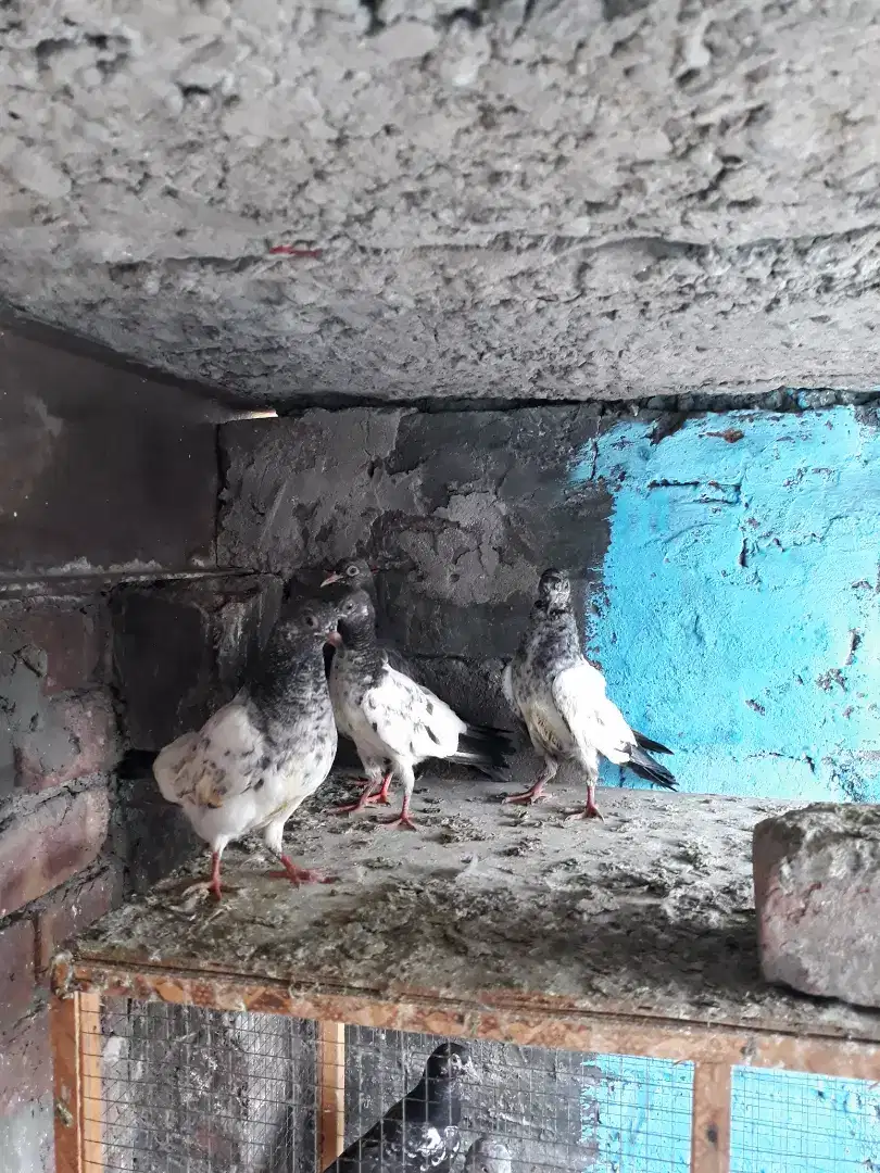 Baby pigeons for sale