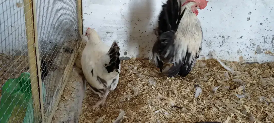 Japanese Breeder pair