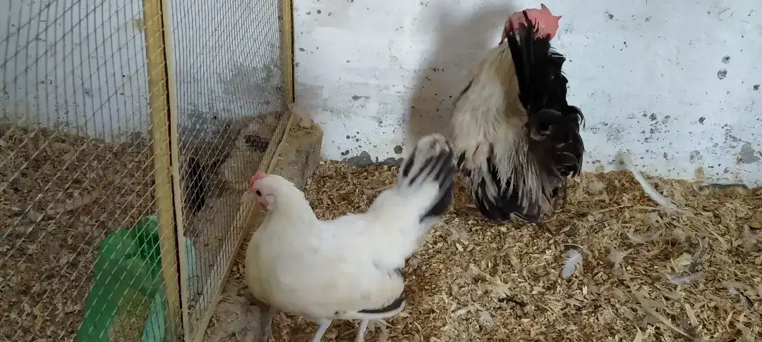 Japanese Breeder pair