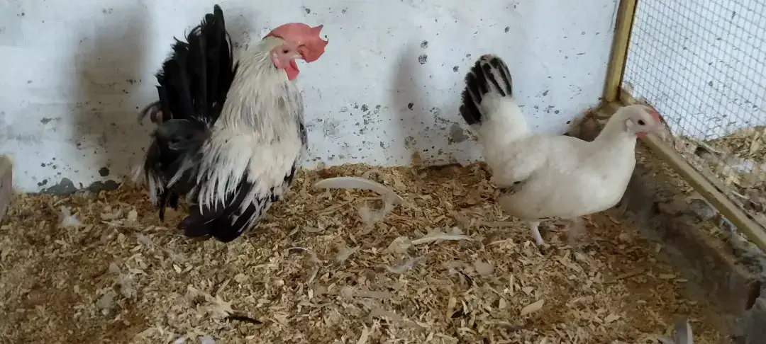 Japanese Breeder pair