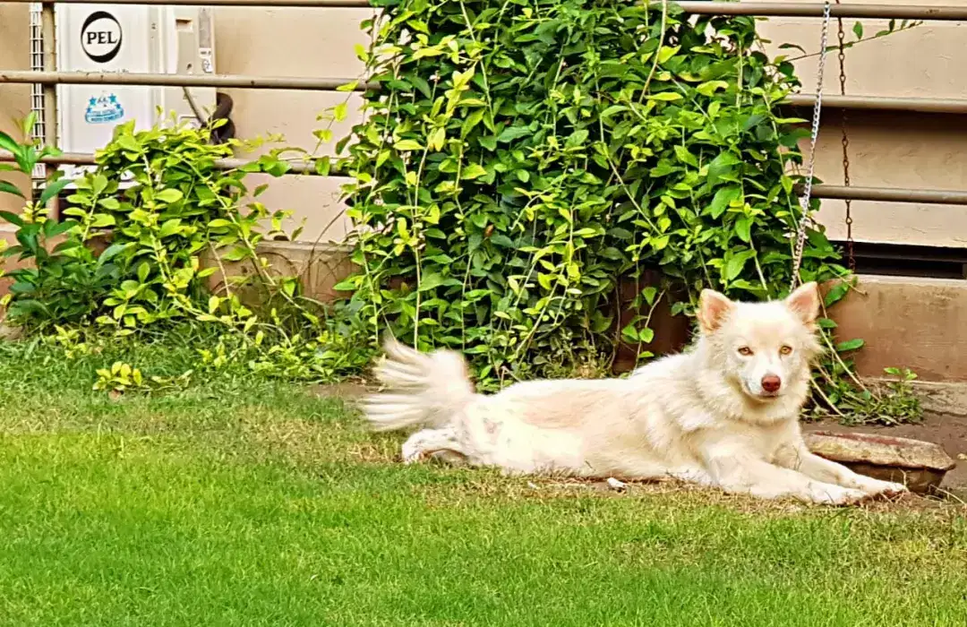 Pure Russian pink Nose Doge For Sale in Muzaffargarh