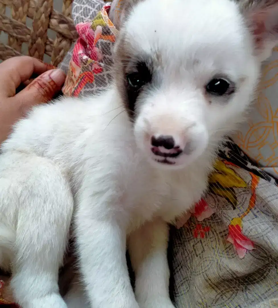 White Dog for Sale