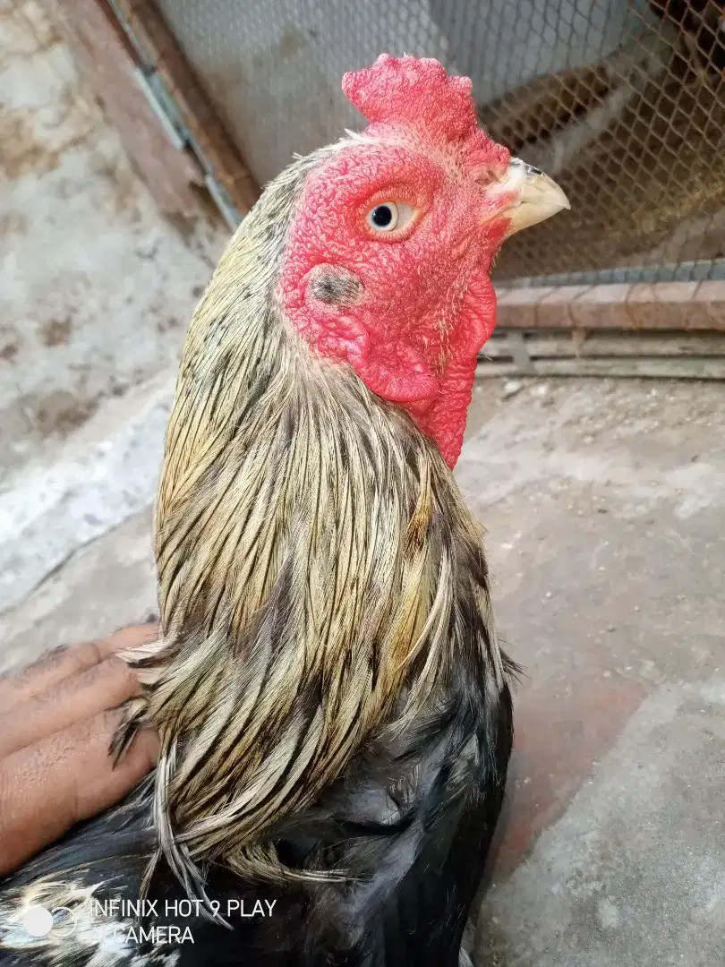 Aseel Hens For Sale in Muzaffargarh