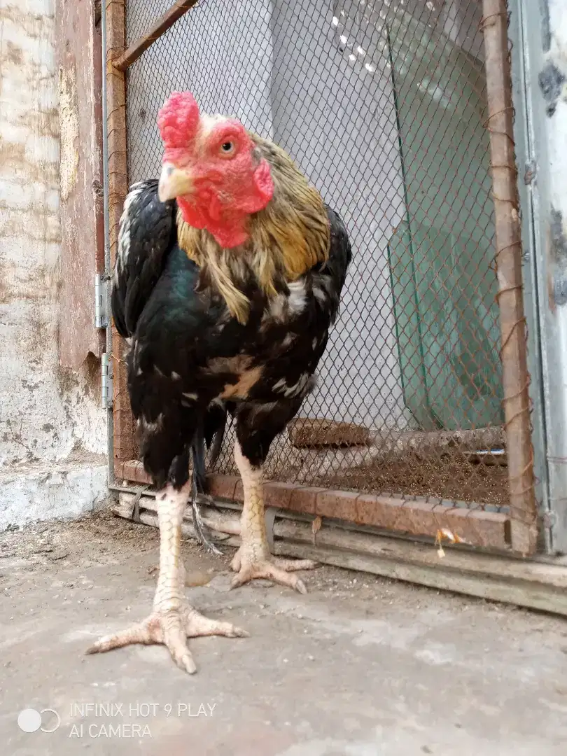 Aseel Hens For Sale in Muzaffargarh