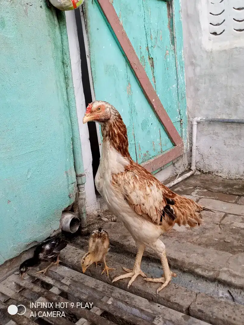 Aseel Hens For Sale in Muzaffargarh