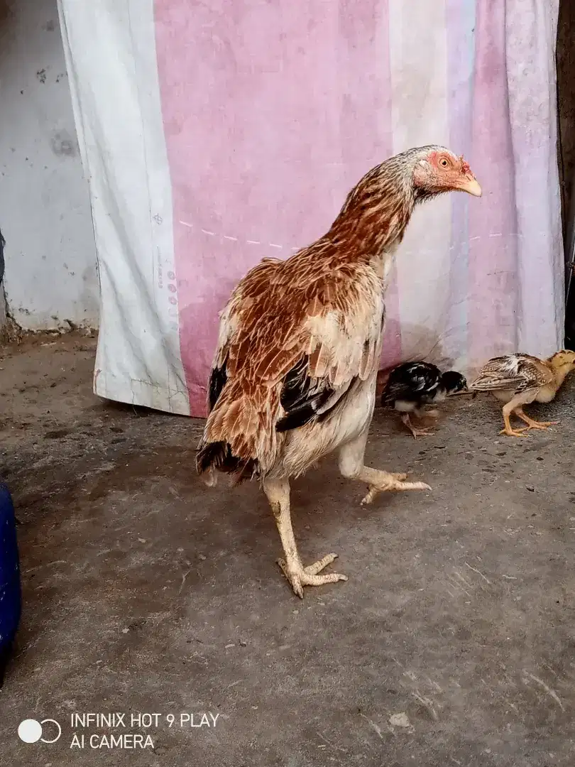 Aseel Hens For Sale in Muzaffargarh