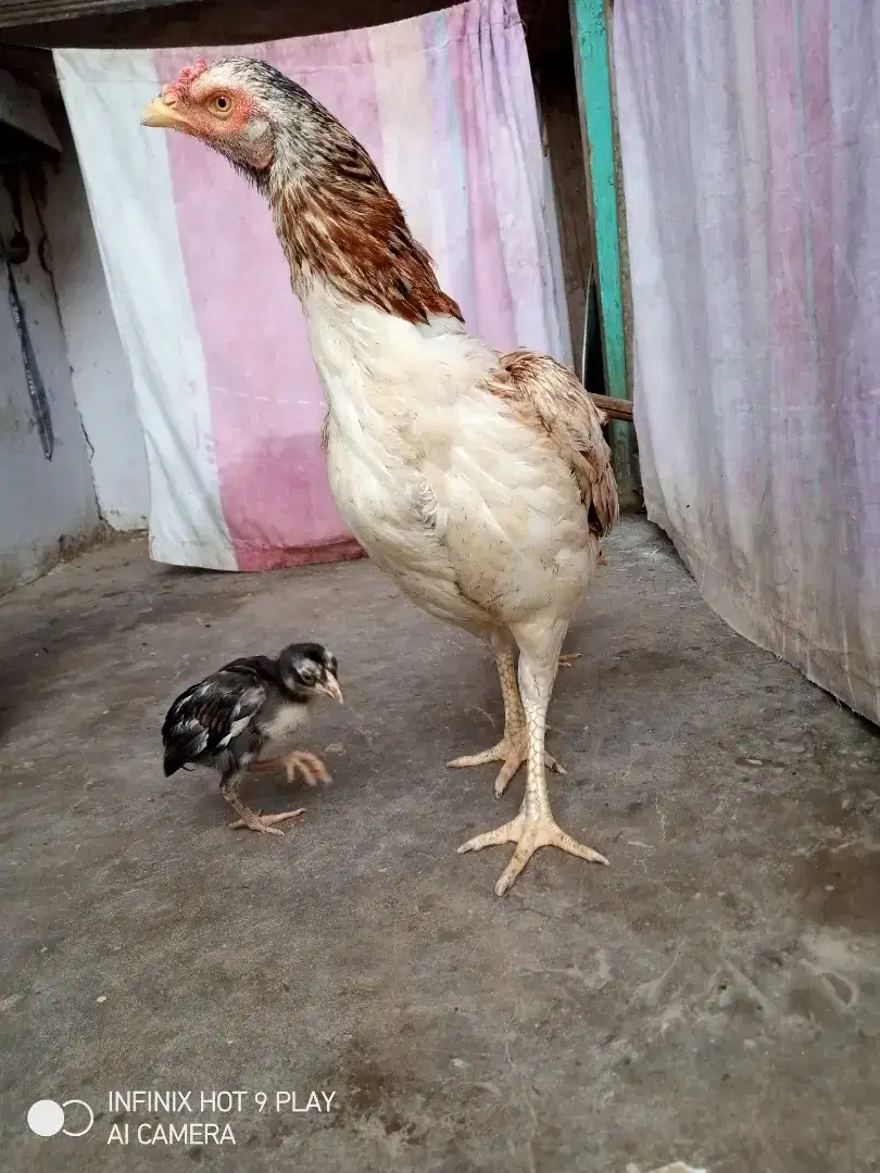 Aseel Hens For Sale in Muzaffargarh