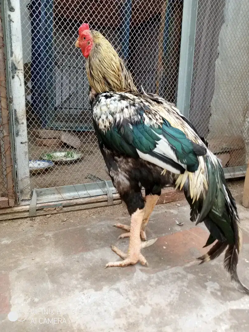 Aseel Hens For Sale in Muzaffargarh