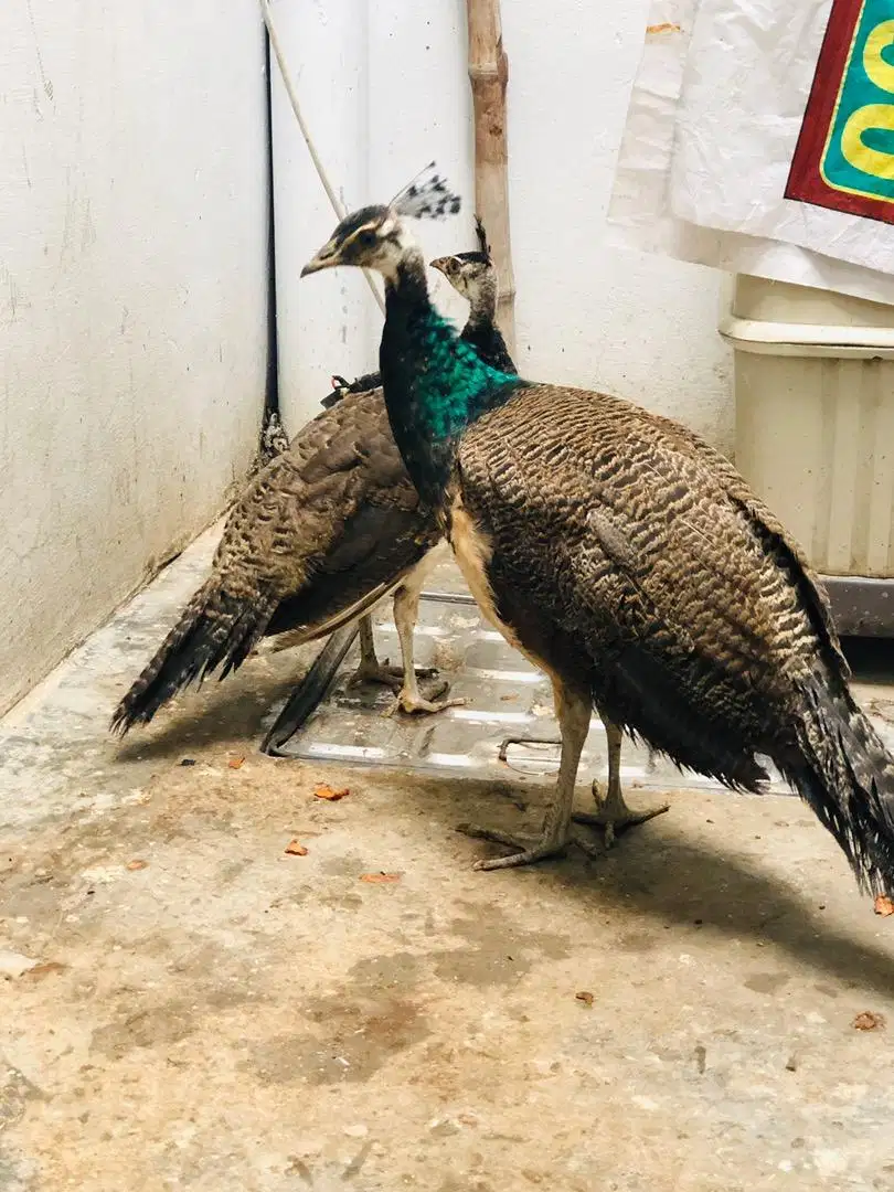 Beautiful peacock available for sale