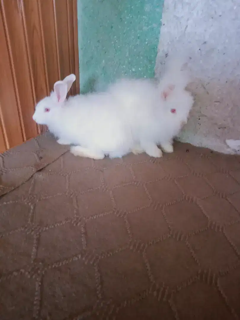 Loinhead angora rabbit pair available for sale