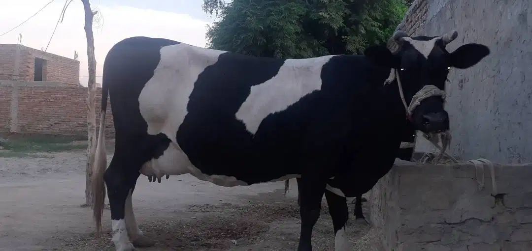 Best Fermi cow for sale