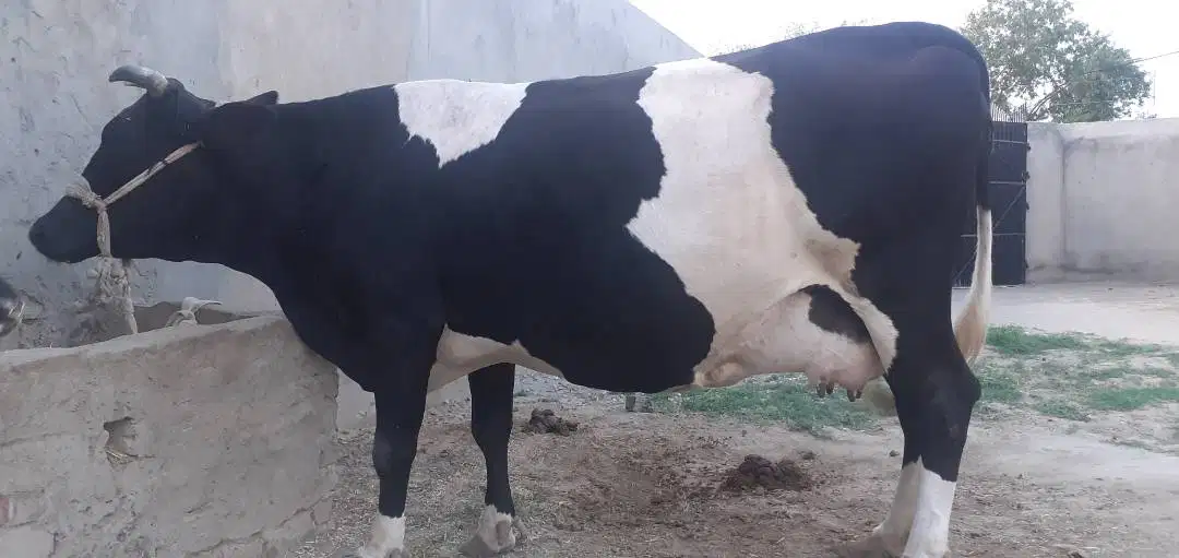 Best Fermi cow for sale