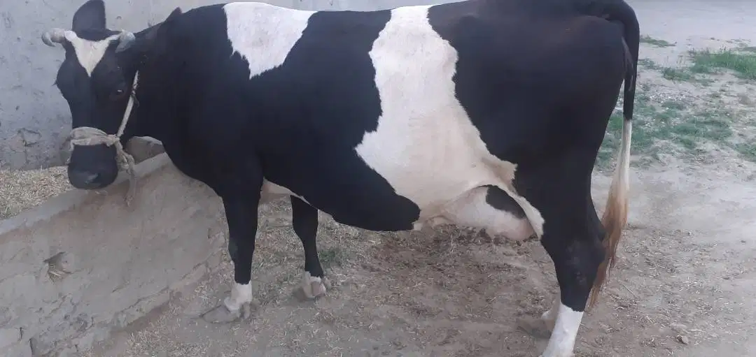 Best Fermi cow for sale