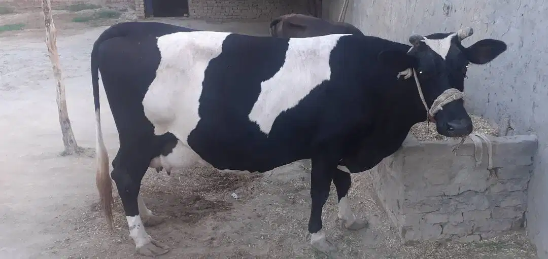 Best Fermi cow for sale