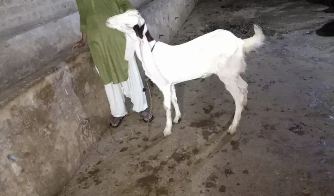Goat Available for sale