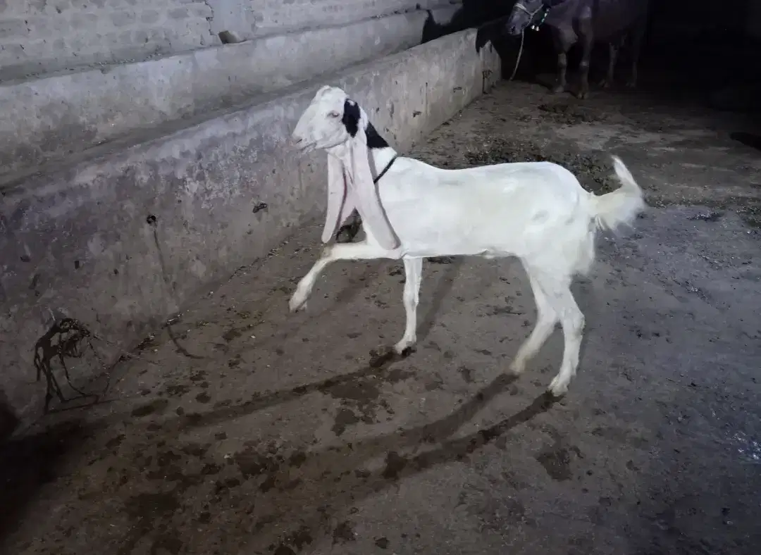 Goat Available for sale