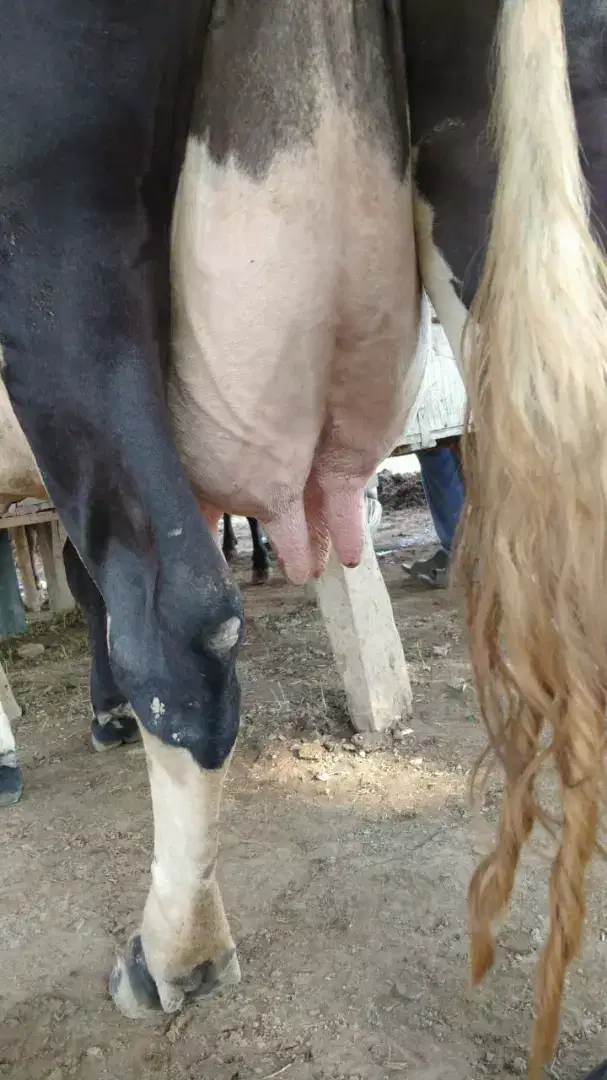 A frozen cow for sale in Khanewal