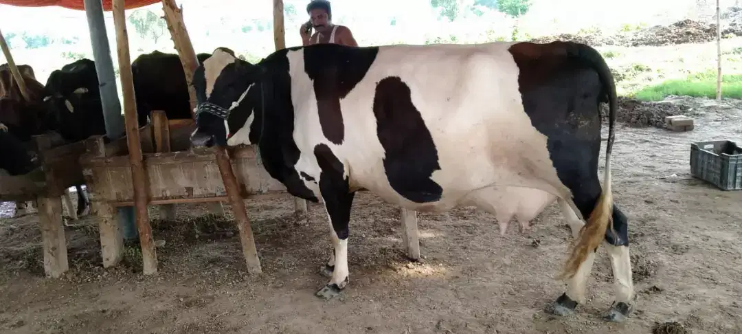 A frozen cow for sale in Khanewal