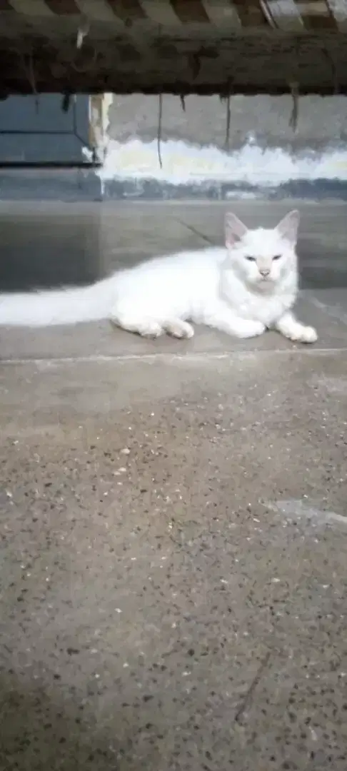 Russian Cat pear For Sale in khanewal