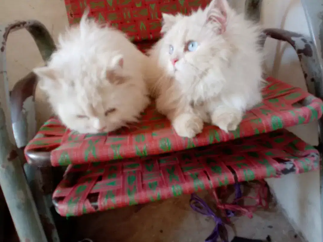 Russian Cat pear For Sale in khanewal
