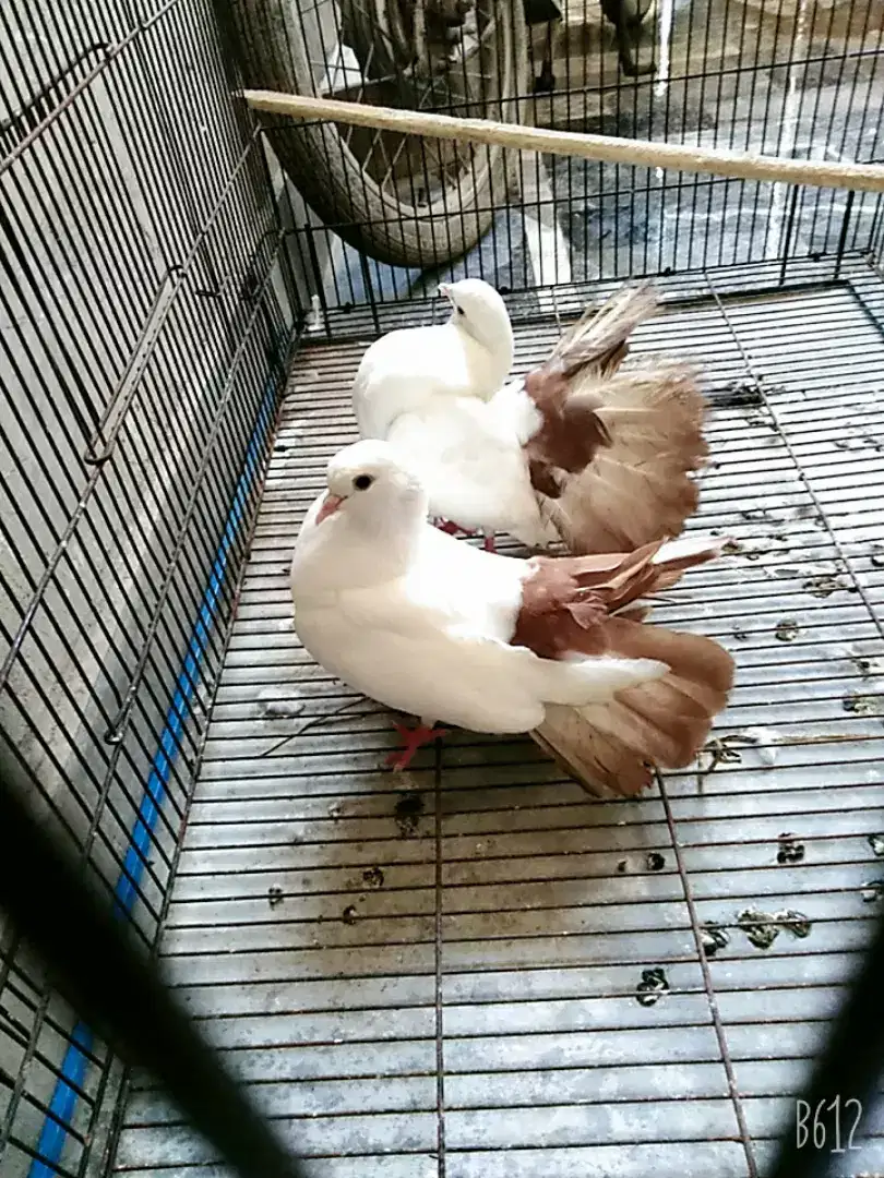 pigeon Red tail for sale in Lahore