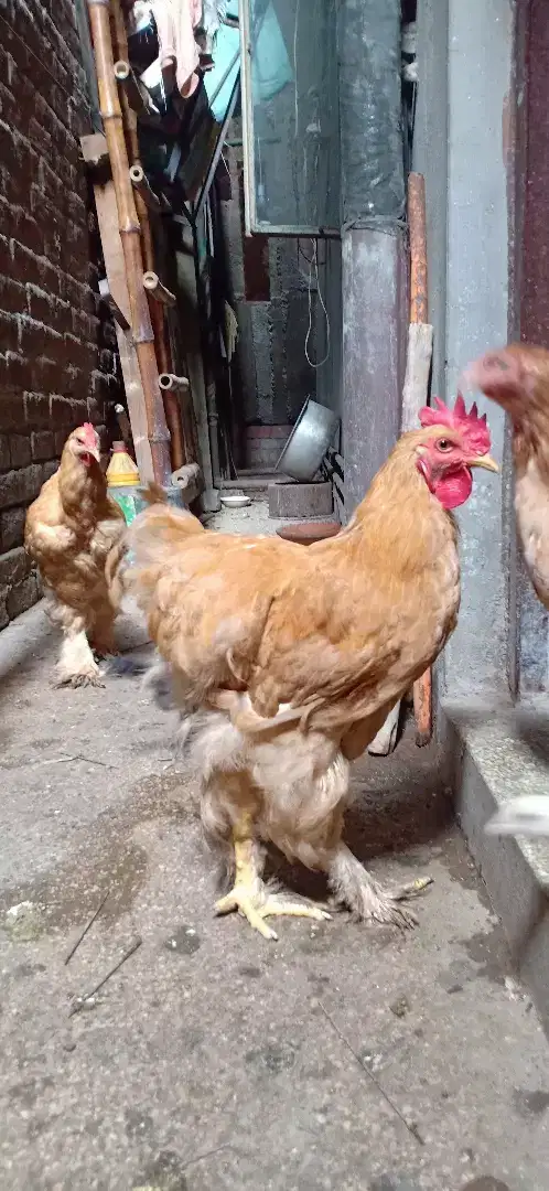 Golden Hen pair available for sale in lahore