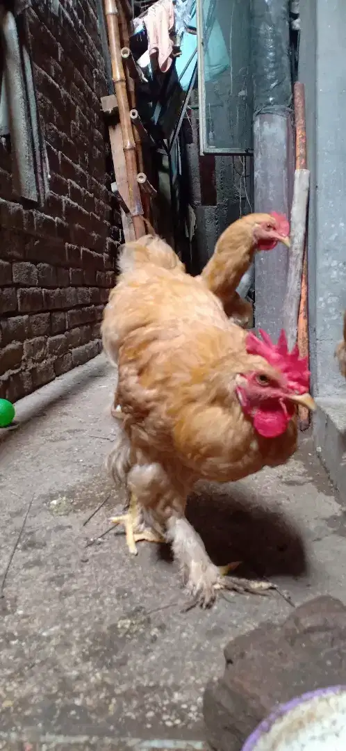 Golden Hen pair available for sale in lahore