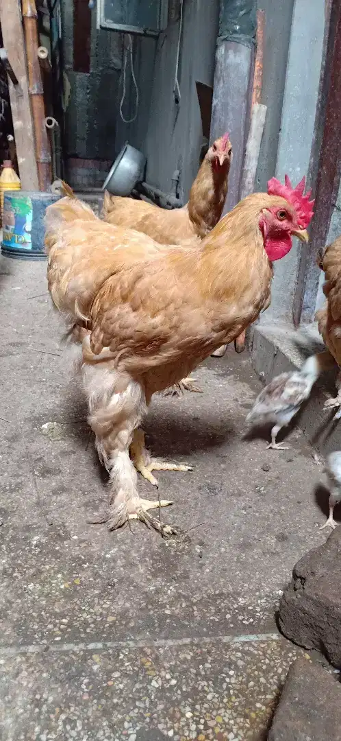 Golden Hen pair available for sale in lahore