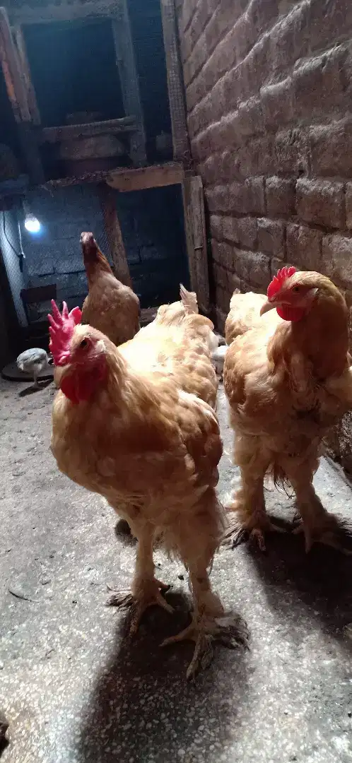 Golden Hen pair available for sale in lahore