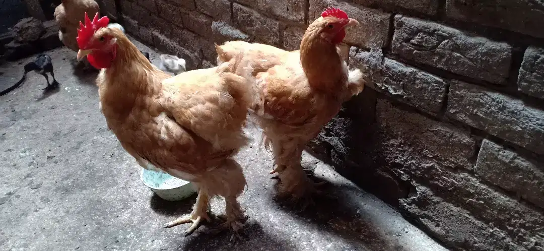 Golden Hen pair available for sale in lahore