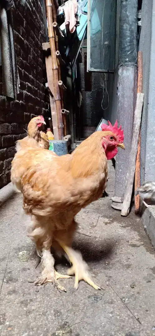 Golden Hen pair available for sale in lahore