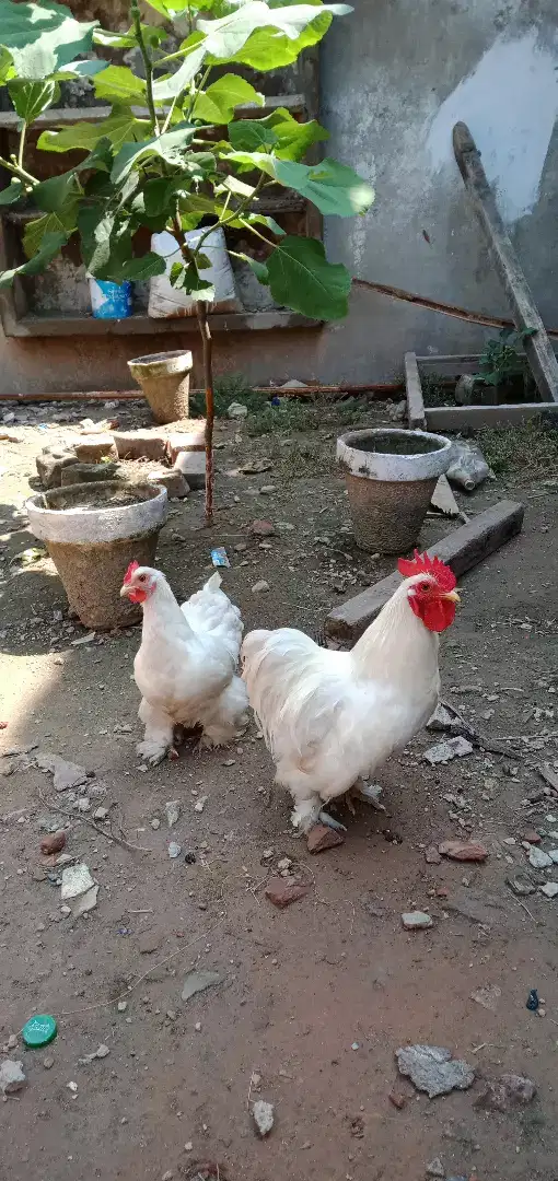 Hen available for sale