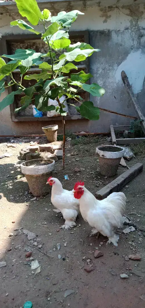 Hen available for sale