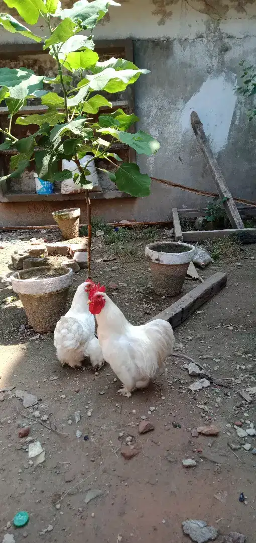 Hen available for sale