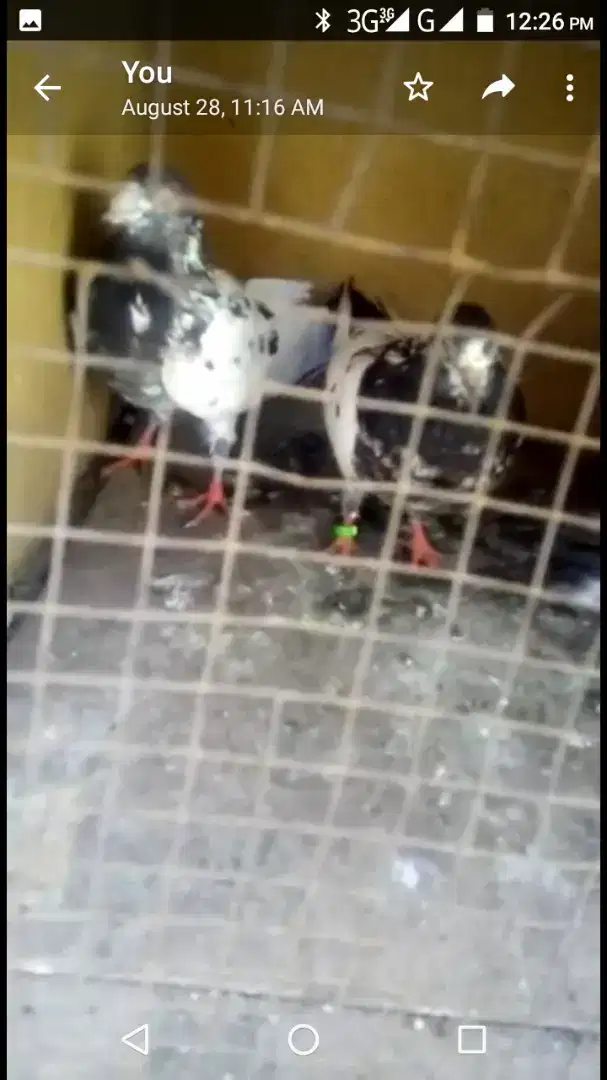 Taddy breeder pair for sale in Islamabad