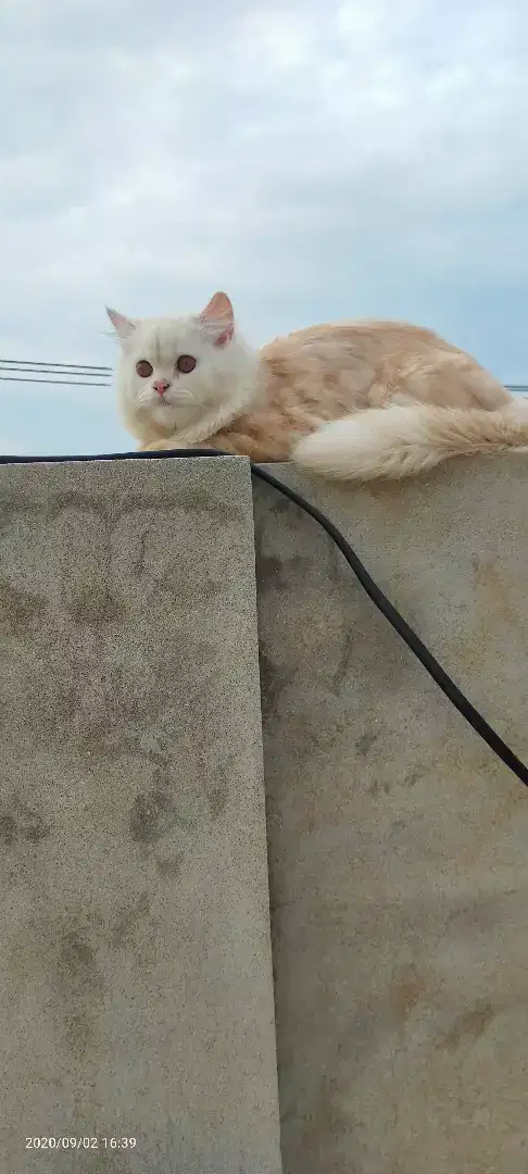 Triple Coated Persian cat for sale