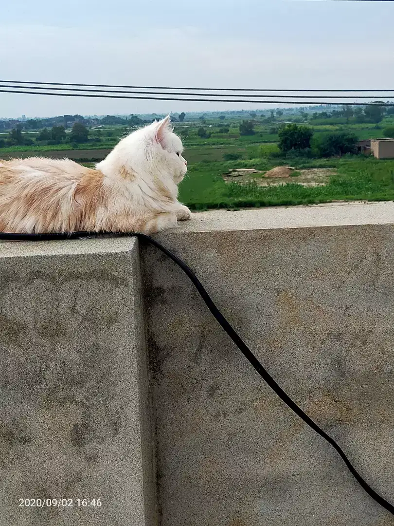 Triple Coated Persian cat for sale