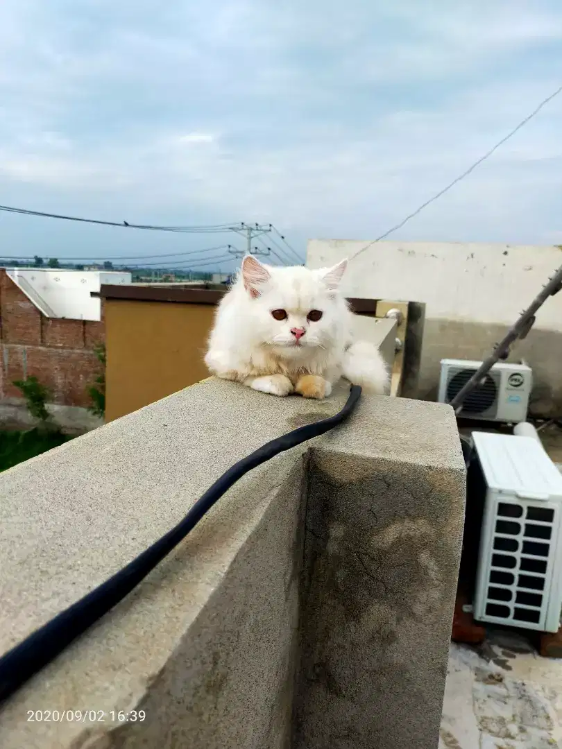 Triple Coated Persian cat for sale