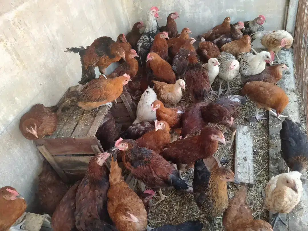 60 Misri Murgiya urgent sale in Karachi