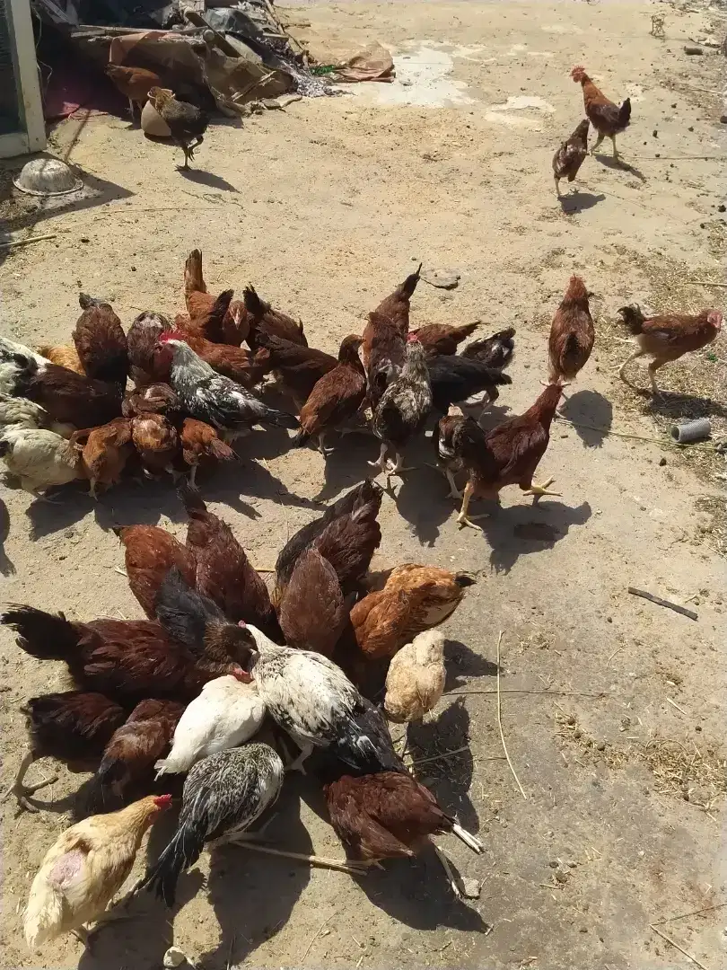 60 Misri Murgiya urgent sale in Karachi