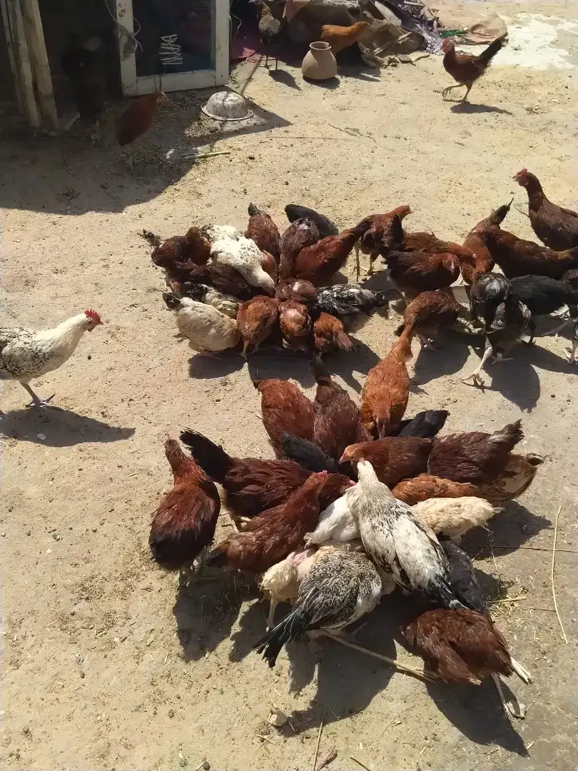 60 Misri Murgiya urgent sale in Karachi