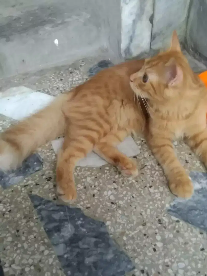 2 beautiful Persian kittens for sale in Lahore