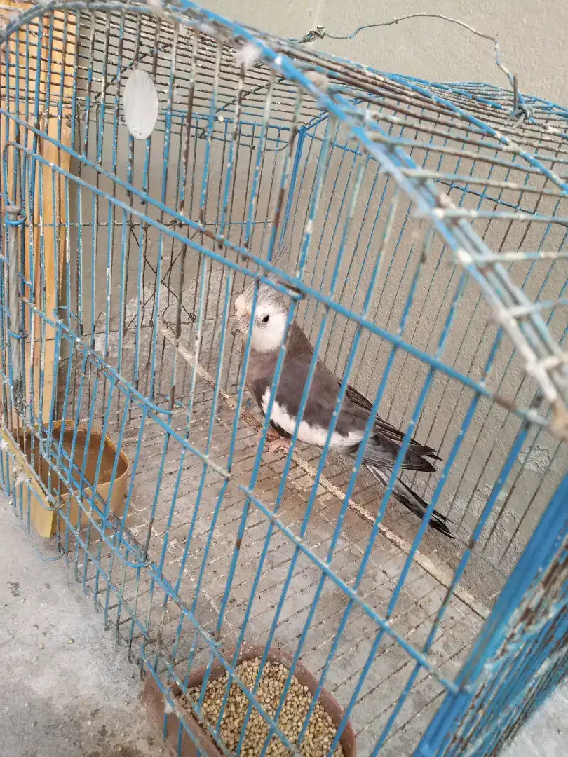 Coktail breeder male available for sale