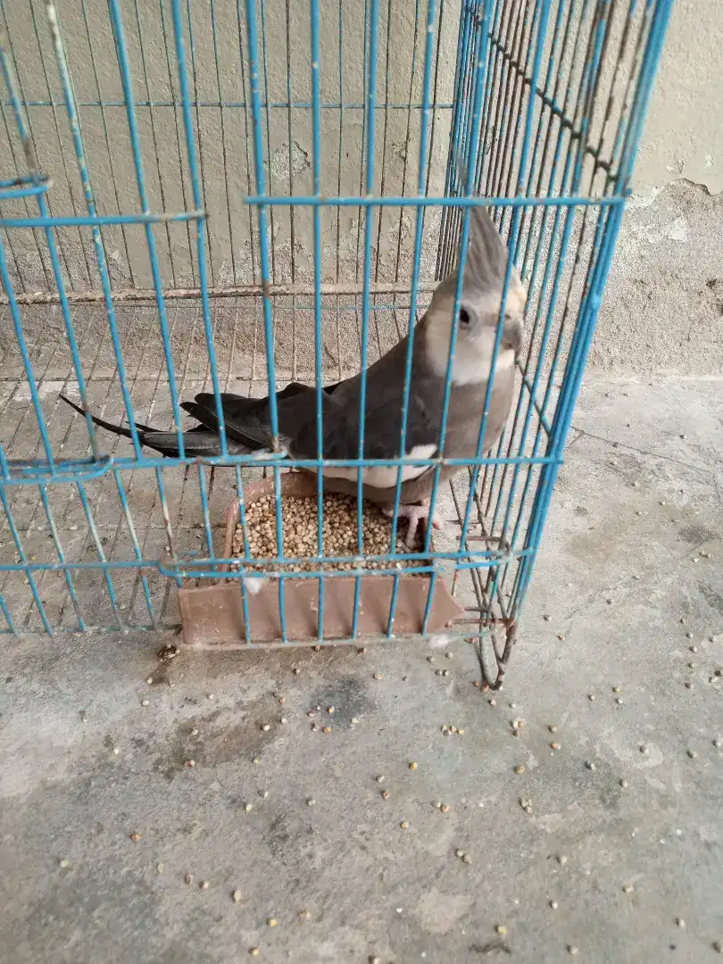 Coktail breeder male available for sale