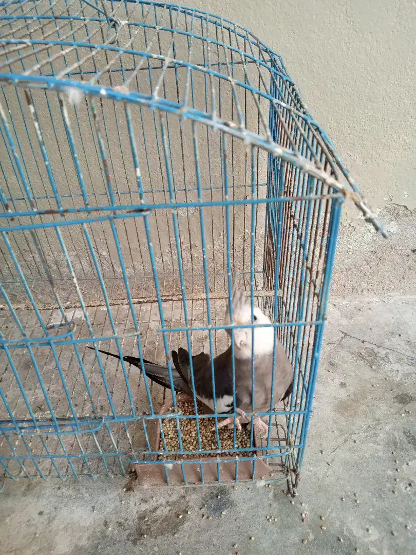 Coktail breeder male available for sale