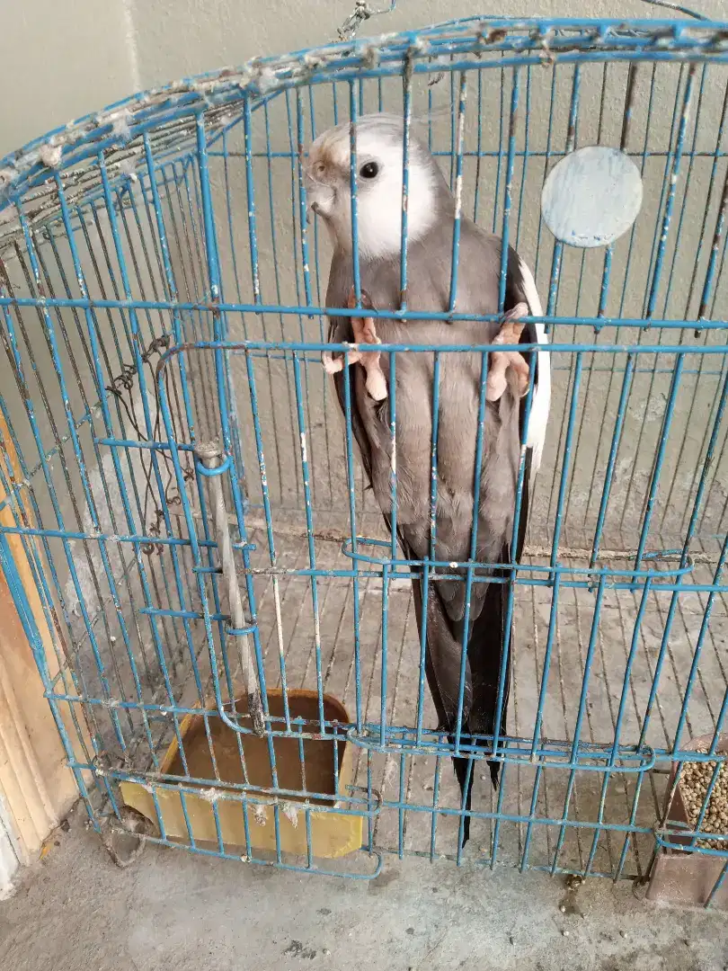 Coktail breeder male available for sale
